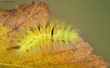 Pale Tussock Moth Catapillar 100909_2